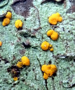 Stirtoniella kelica 92755920