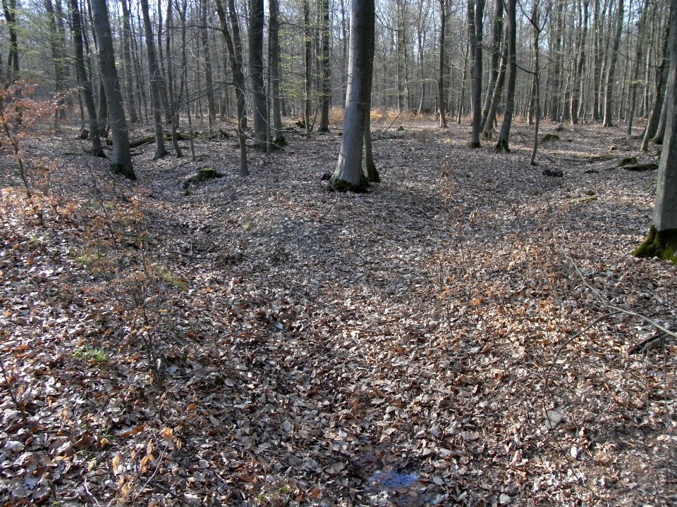 Straßbach ober Ferngas Quelle und Gabelung R0012793