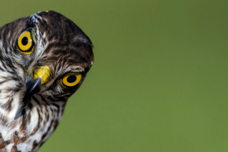 Sparrowhawk (232449127)
