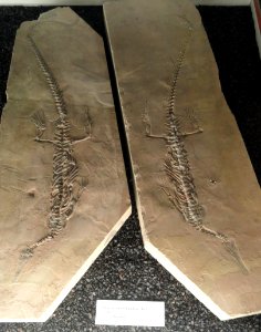 Stereosternum tumidum - Naturmuseum Senckenberg - DSC02214