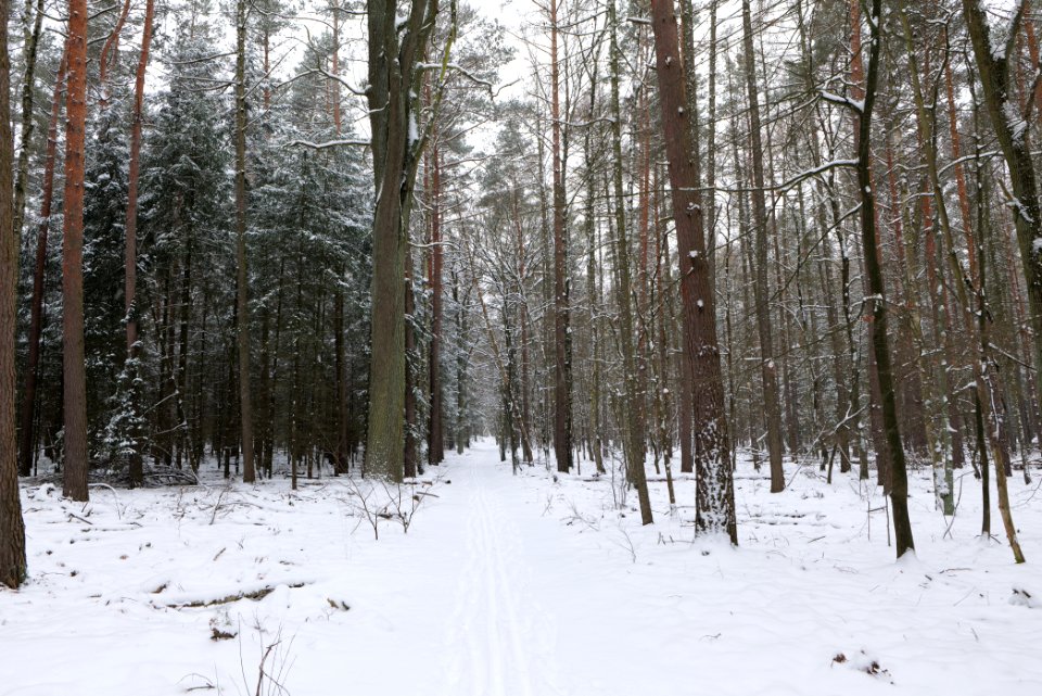 Spandauer Forst near Rohrpfuhl with snow 2021-02-09 01