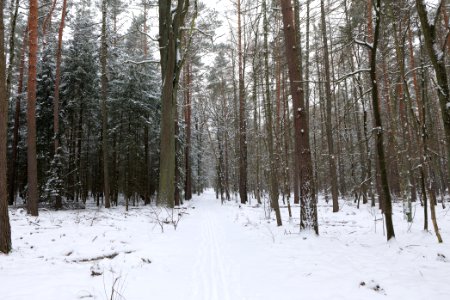 Spandauer Forst near Rohrpfuhl with snow 2021-02-09 01