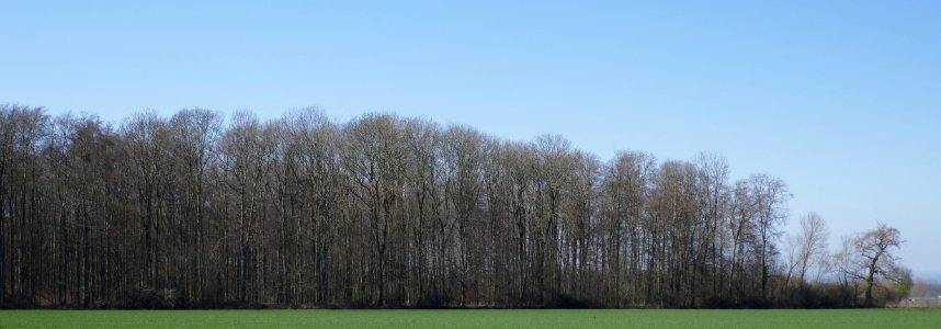 Steinhausen - Pagenholz - 3