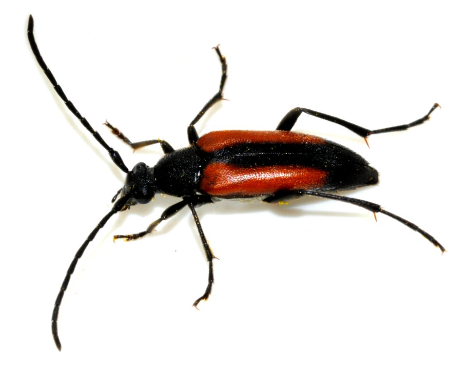 Stenurella-melanura-16-fws