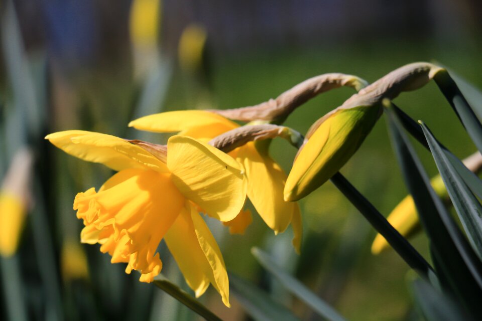 Leaf osterglocken daffodils
