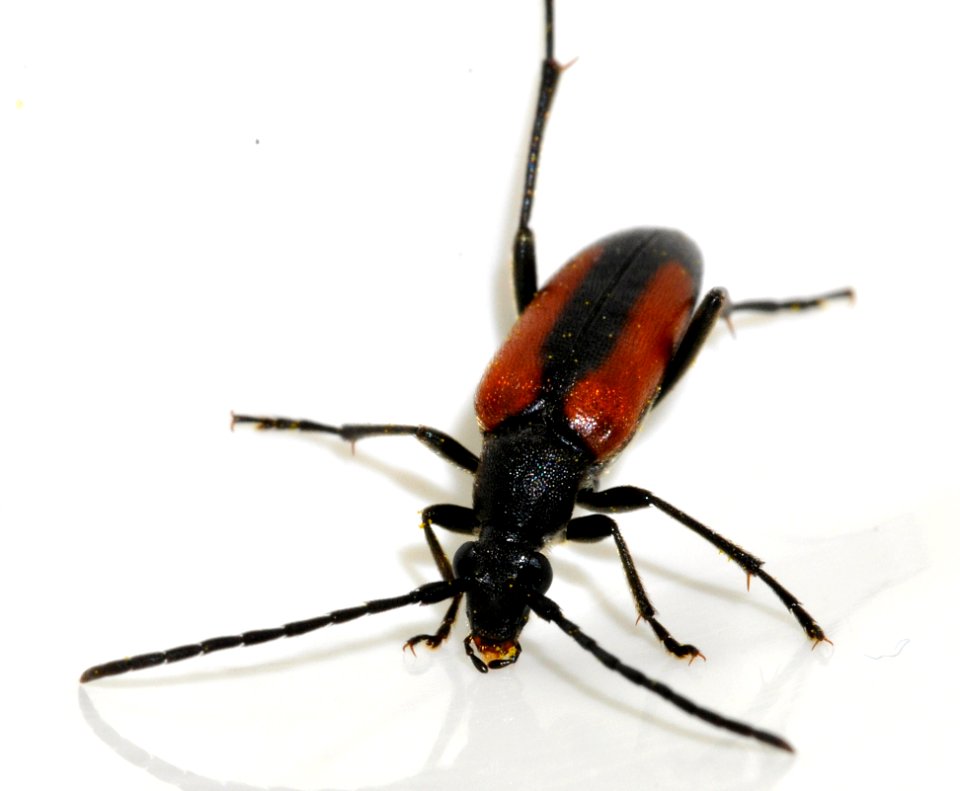 Stenurella-melanura-17-fws