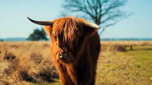 Calf animal wildlife
