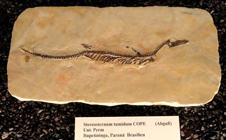 Stereosternum tumidum - Naturmuseum Senckenberg - DSC02212