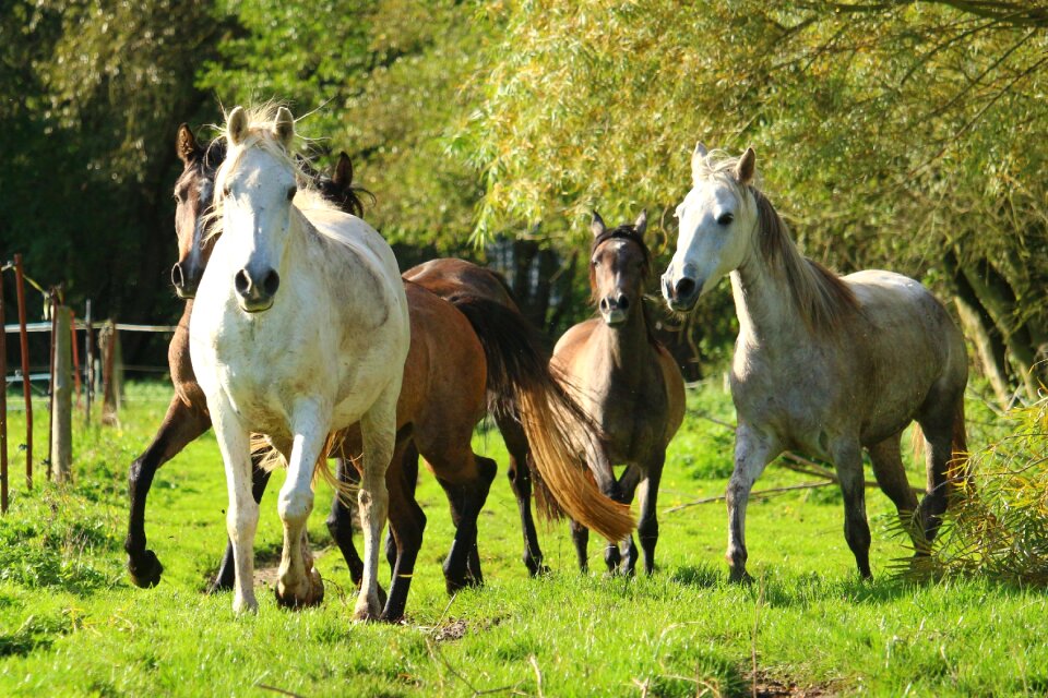 Pasture thoroughbred arabian paddock