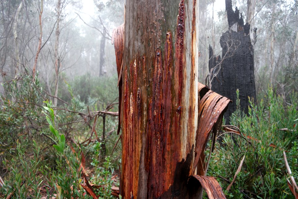 Square Rock Walking Track, Namadgi National Park 80