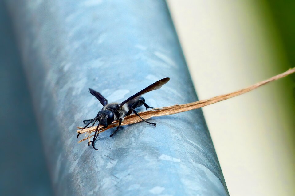 Close up flight insect transport