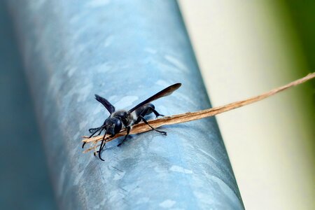 Close up flight insect transport