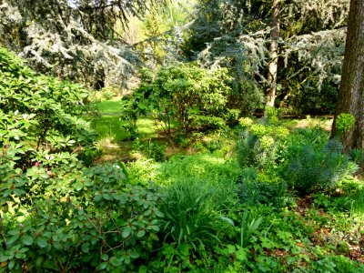 Sous-bois au jardin Albert Kahn