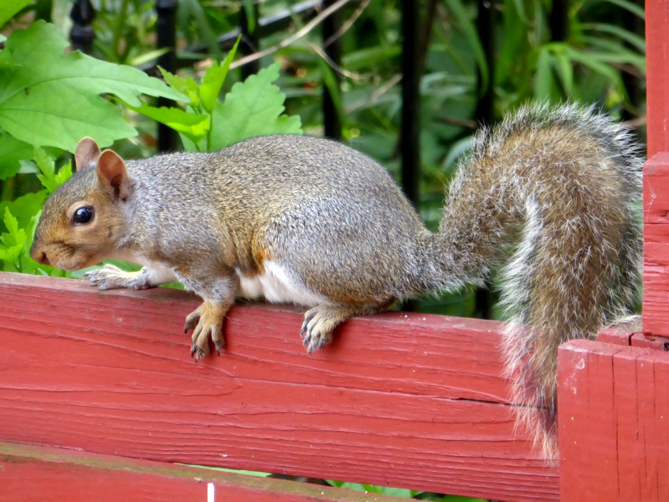 Squirrel-1