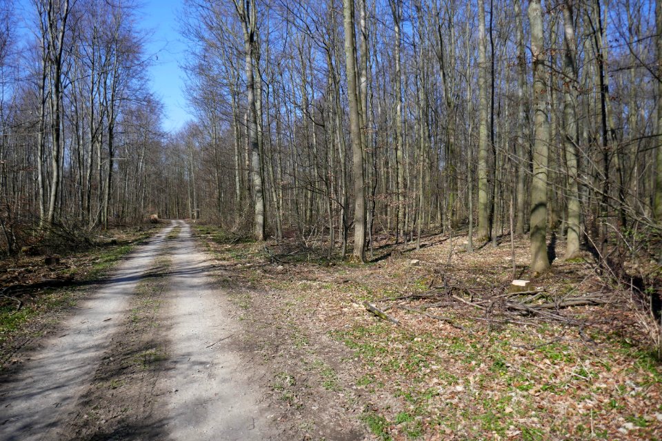 Steinhausen - Pagenholz - 4