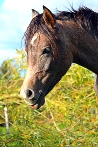 Mold arabian horse horse head photo