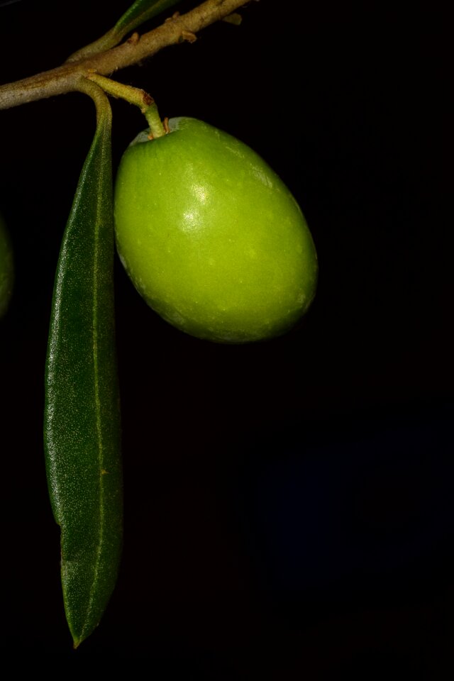Food oelfrucht green