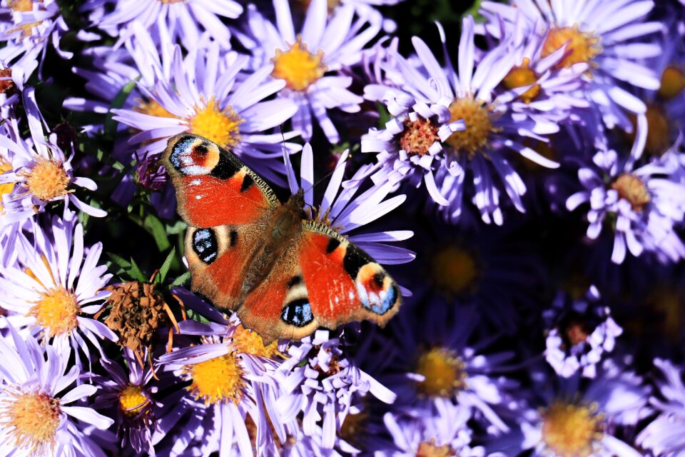 Summer garden butterfly