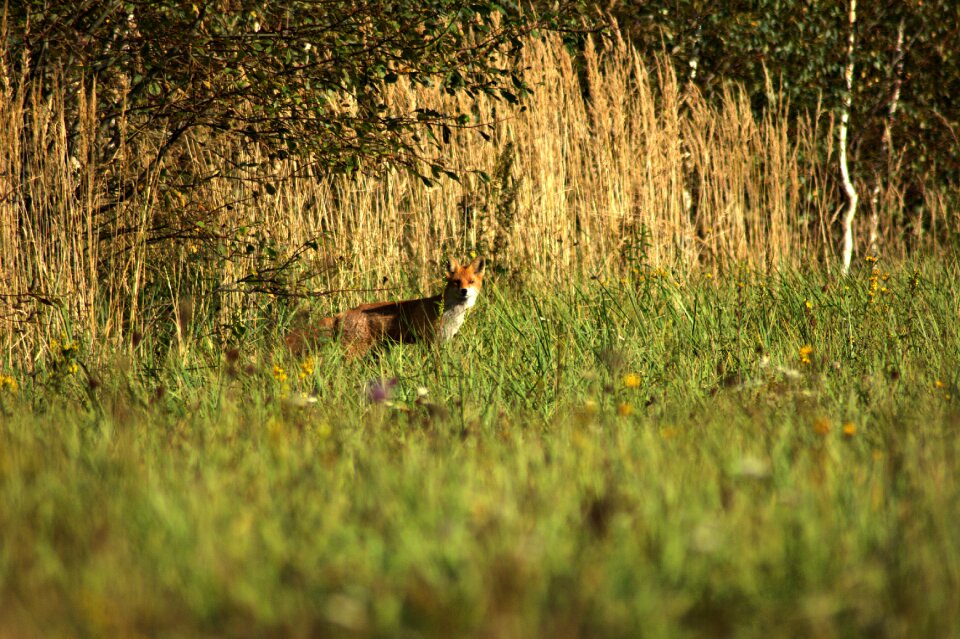Forest nature animal