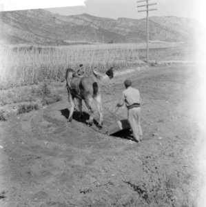 Spanje, landbouw, ouderwetse manier van ploegen, Bestanddeelnr 918-0112