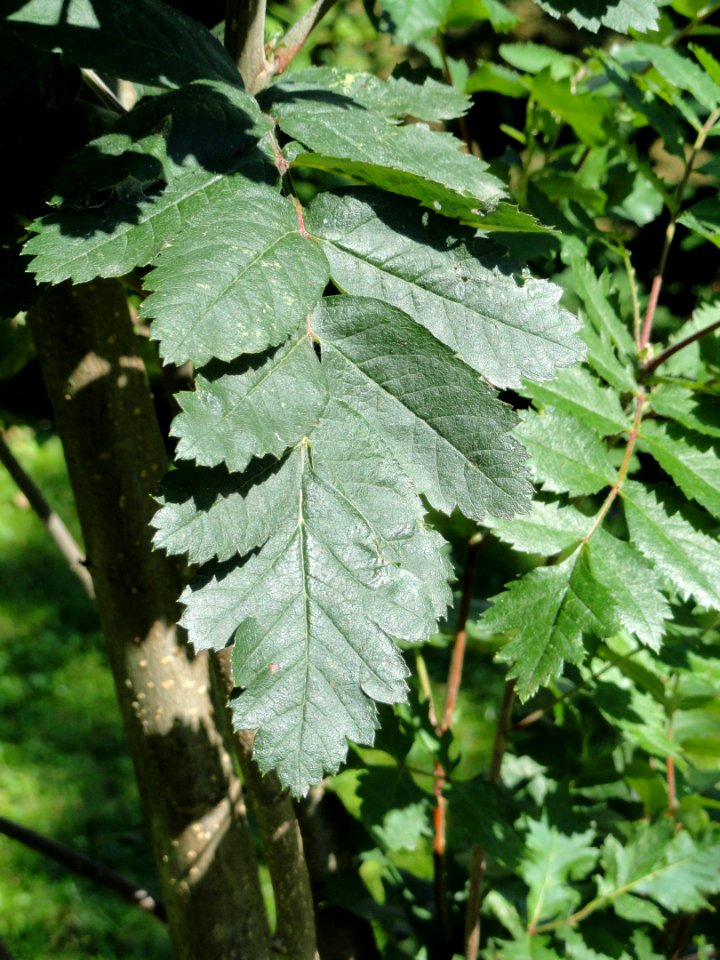 Sorbus intermedia - Botanical Garden in Kaisaniemi, Helsinki - DSC03458