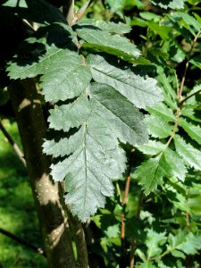 Sorbus intermedia - Botanical Garden in Kaisaniemi, Helsinki - DSC03458