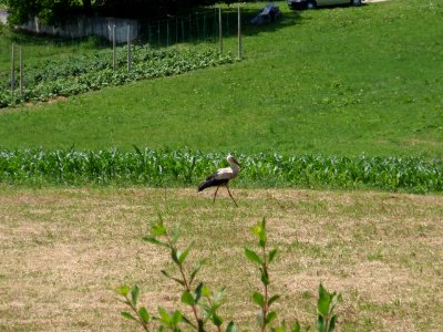 Stork 2 photo