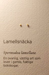 Specimen at Natural History Museum, Gothenburg 71