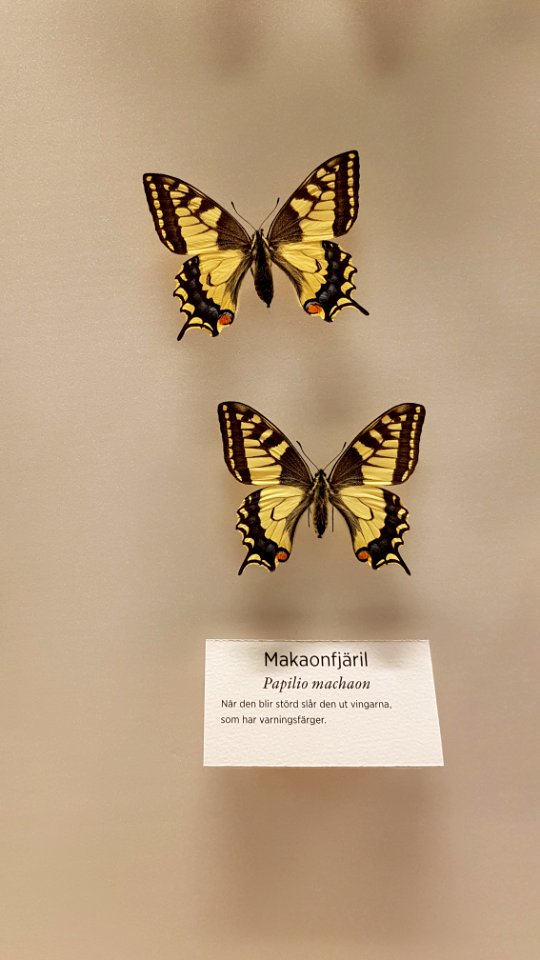 Specimen at Natural History Museum, Gothenburg 51