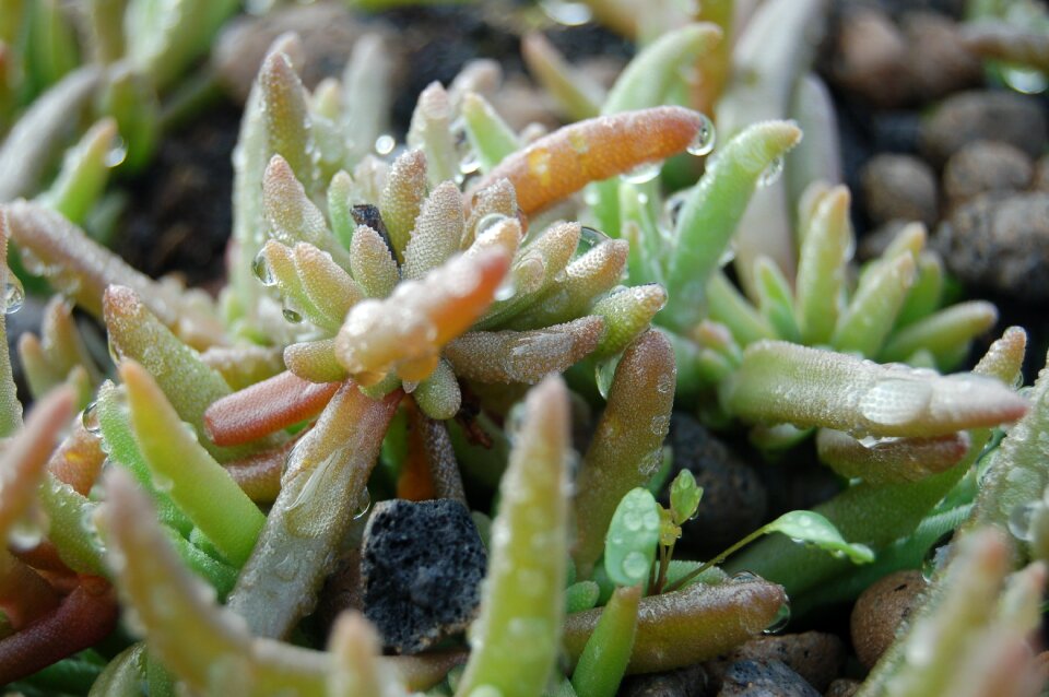 Succulent plant drops succulent