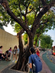 Squirrels at Bangkok Grand Palace - 2017-01-19 - 002