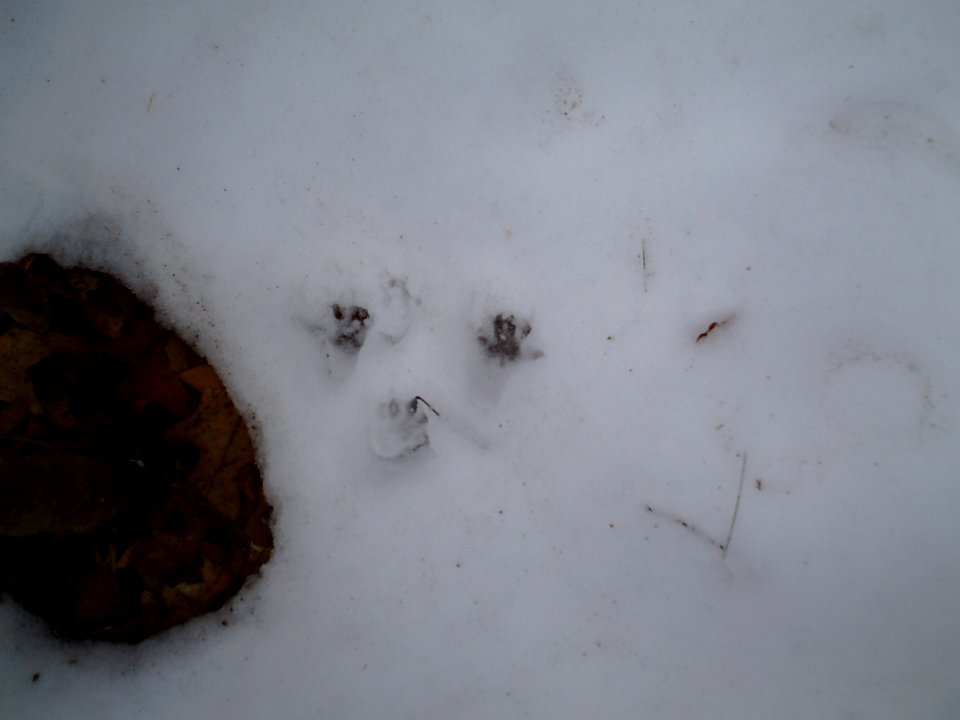 Squirrel foot prints 06
