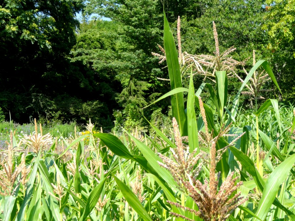 Sorghum bicolor - Botanischer Garten, Frankfurt am Main - DSC03195