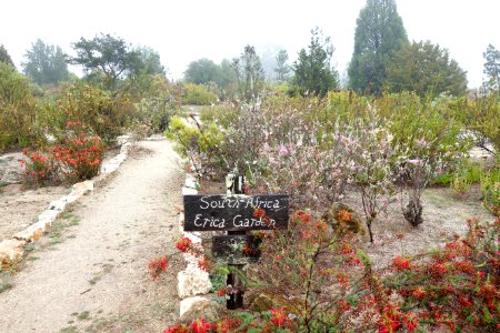 South Africa Erica Garden - UC Santa Cruz Arboretum - DSC07296
