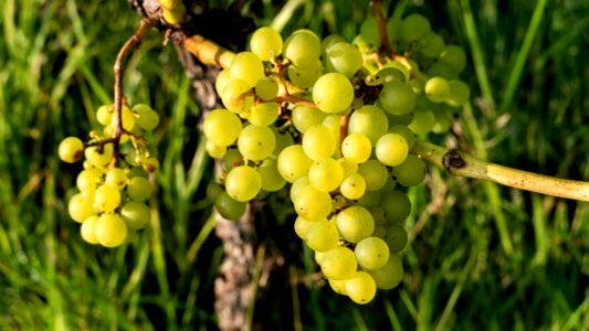 Solaris grapes growing in Chateaux Luna vineyard 13