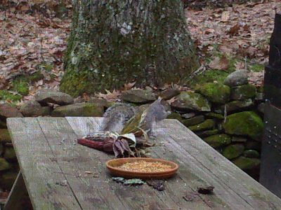 Squirl on the picnic table