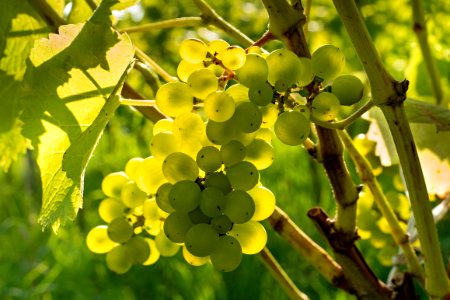 Solaris grapes in Chateaux Luna vineyard 9 photo