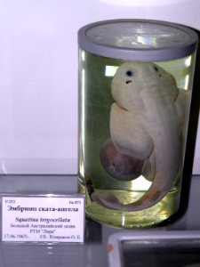 Squatina tergocellata, embryo
