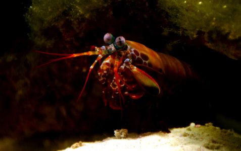 Squille multicolore Odontodactylus scyllarus Aquarium Liège 30012016 1