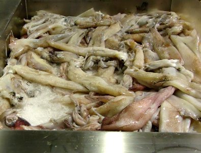 Squid at Asian supermarket in New Jersey