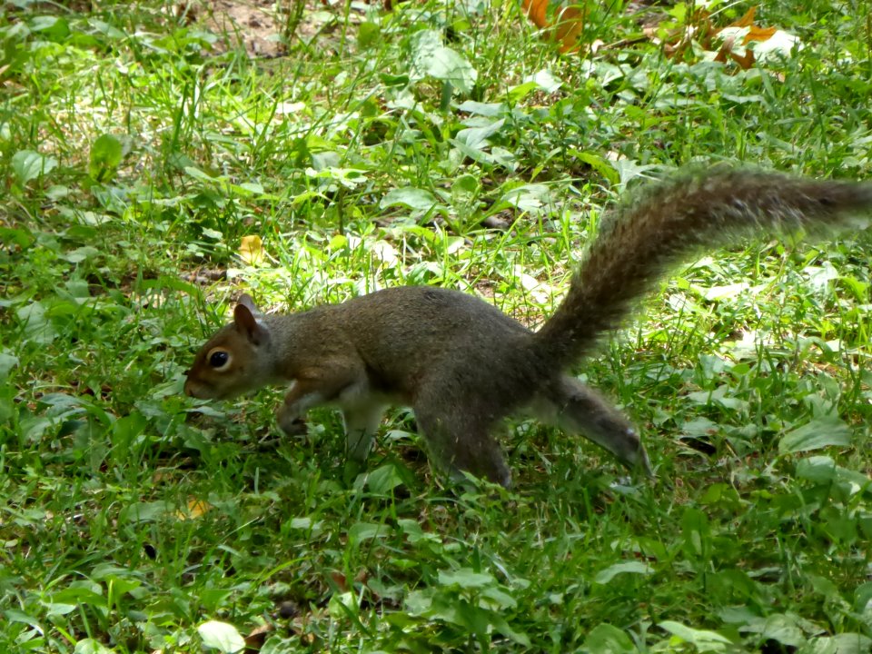 Squirrel-4