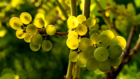 Solaris grapes in Chateaux Luna vineyard 25