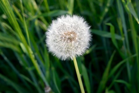 Summer dandelion outdoors