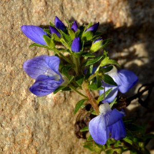 Unknown plant 2015-11-28 13-43-24