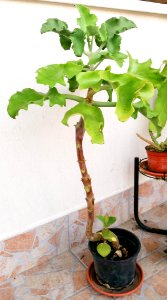 Unknown plant, probably succulent-2