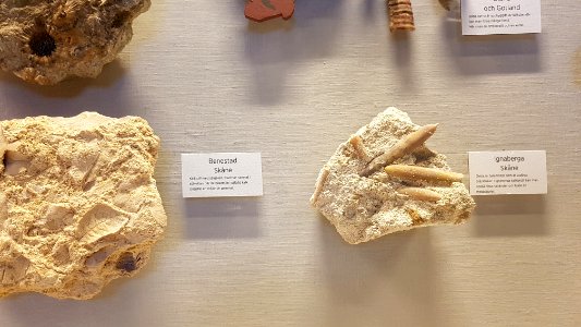 Specimen at Natural History Museum, Gothenburg 16
