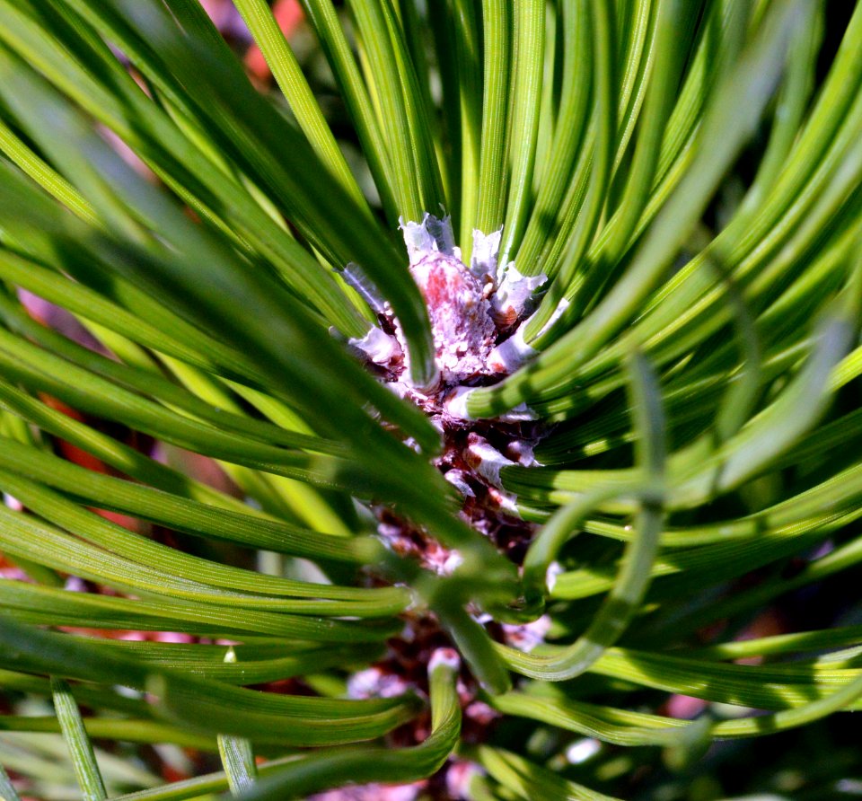Unknown plant 2015-09-18 13-26-14