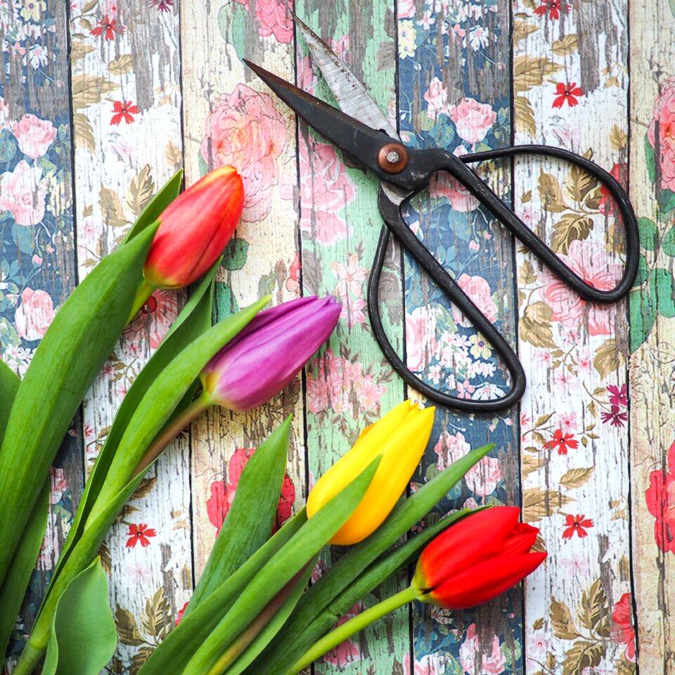 Colorful flower tulips