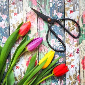Colorful flower tulips