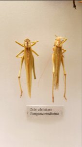 Specimen at Natural History Museum, Gothenburg 44